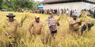 Bupati Yahukimo Didimus Yahuli Lakukan Panen Padi Perdana