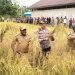 Bupati Yahukimo Didimus Yahuli Lakukan Panen Padi Perdana