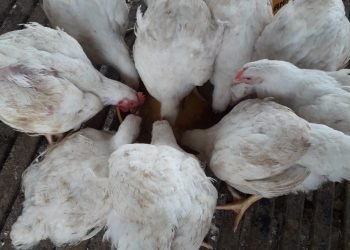 Peternakan ayam potong organik Duku Sunu Dekai Farm di Kompleks Gereja Katolik Santo Yosef Dekai.