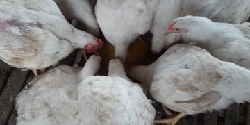 Peternakan ayam potong organik Duku Sunu Dekai Farm di Kompleks Gereja Katolik Santo Yosef Dekai.