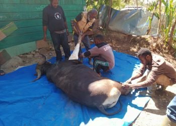 Bank Mandiri Serahkan Sapi Kurban ke Masjid Kampung Tulima