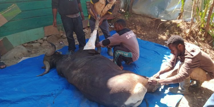 Bank Mandiri Serahkan Sapi Kurban ke Masjid Kampung Tulima