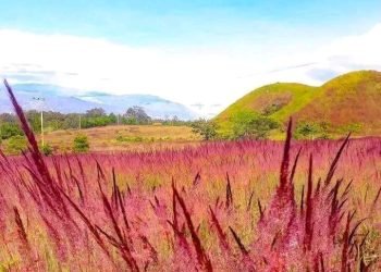 Owasi – Owasika, Arti Nama Dibalik Rumput yang Mekar setiap Bulan Mei