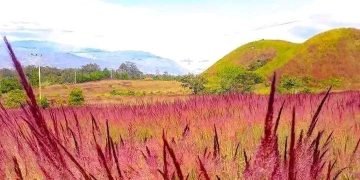 Owasi – Owasika, Arti Nama Dibalik Rumput yang Mekar setiap Bulan Mei