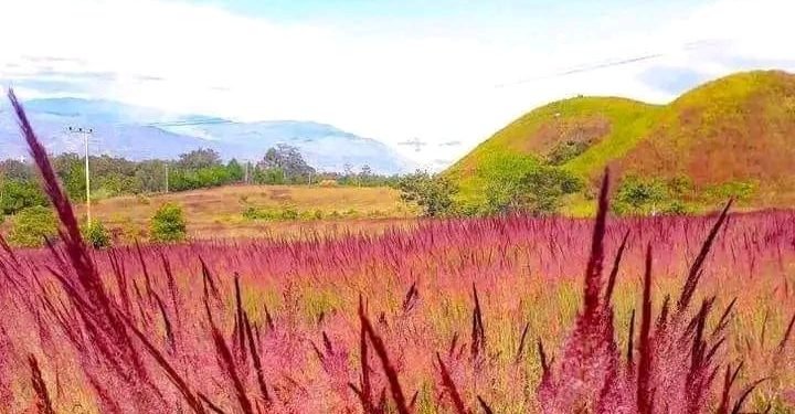 Owasi – Owasika, Arti Nama Dibalik Rumput yang Mekar setiap Bulan Mei