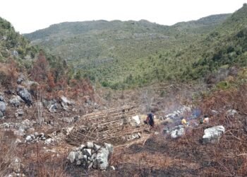 Pertahankan Pangan Lokal, Warga Menagaima Buka Lahan Baru