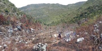 Pertahankan Pangan Lokal, Warga Menagaima Buka Lahan Baru