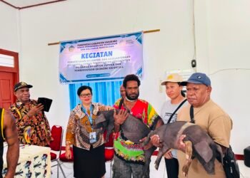Asisten III Sekda Yahukimo Buka Kegiatan Pembentukan Kelompok UPPKA, Serahkan Bibit Ternak Babi kepada Kelompok Usaha